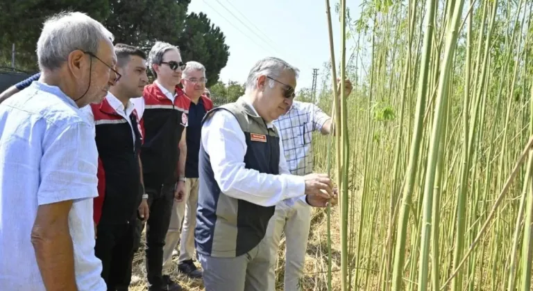 Aliağa'da İzinli ve Kontrollü Kenevir Hasadı Gerçekleştirildi