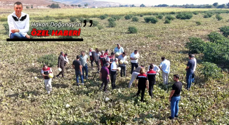 FOÇA'DA ADINA ŞENLİK DENİLEN BİR KAVUN ETKİNLİĞİ GERÇEKLEŞTİRİLDİ