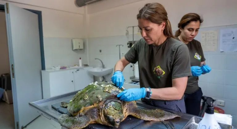 KÖRFEZ'DE YARALI CARETTA KURTARILDI