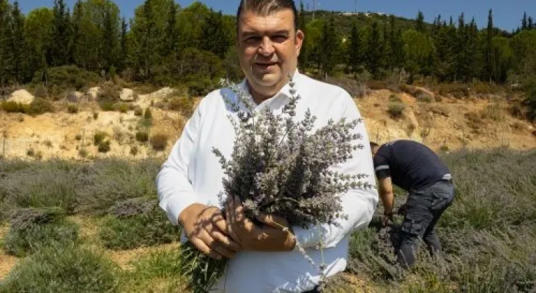 SEFERİHİSAR ARTIK LAVANTALARIYLA DA ÜNLÜ